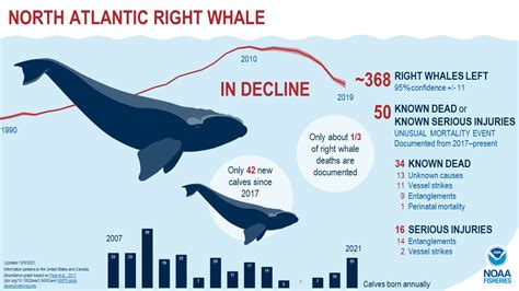 north atlantic right whale graph
